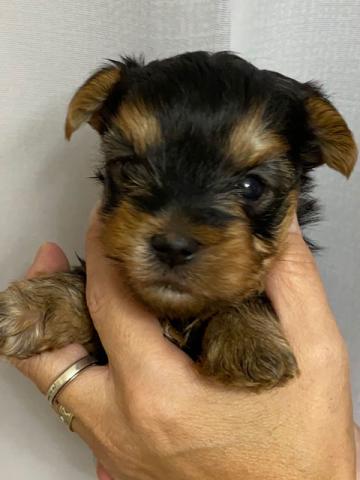 ヨークシャーテリア