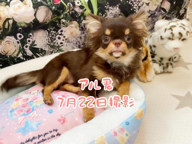 チワワ(ロングコート)