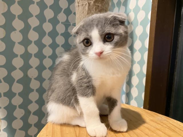 スコティッシュフォールド