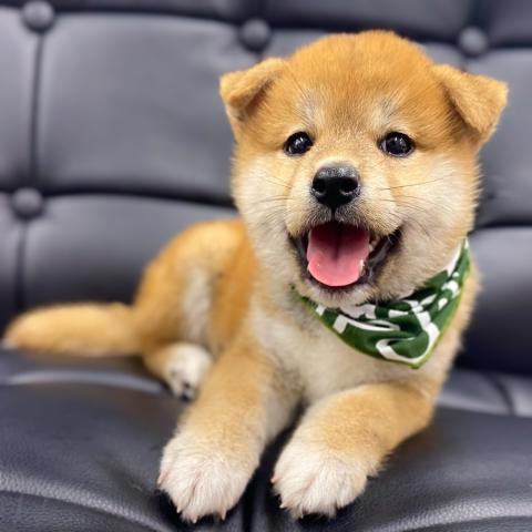 柴犬