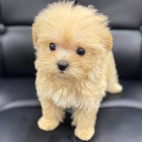 MIX