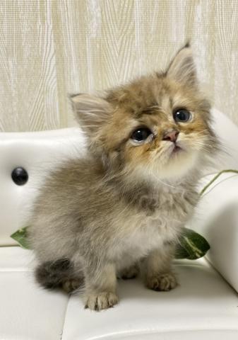 ペルシャ・ヒマラヤンチンチラ
