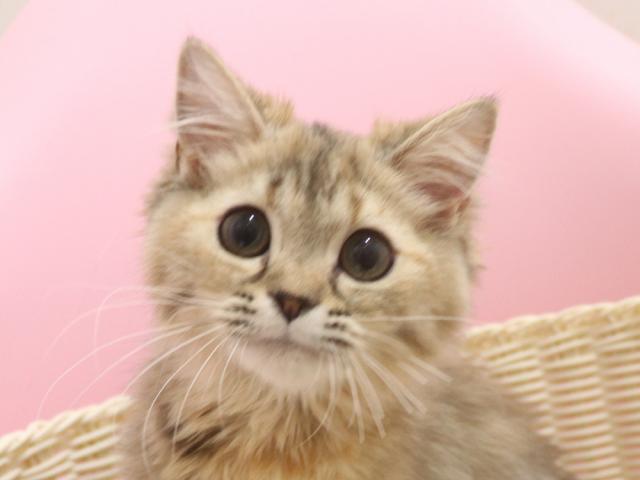 ミヌエット(旧ナポレオン)