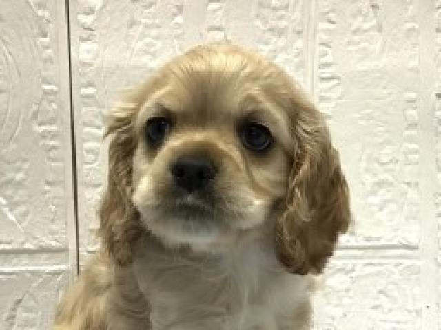 アメリカンコッカースパニエル