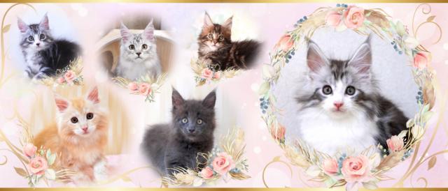 Cattery PureJewel