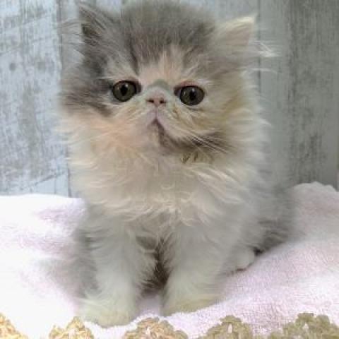 エキゾチックロングヘアー