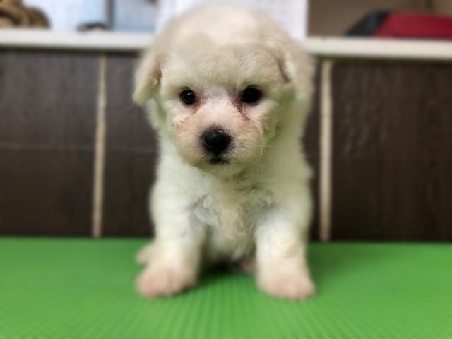 ビションフリーゼ