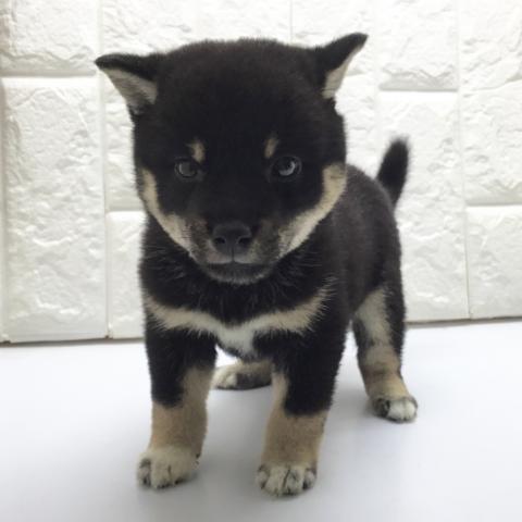 柴犬