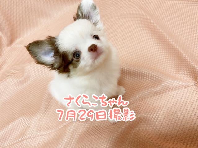 チワワ(ロングコート)