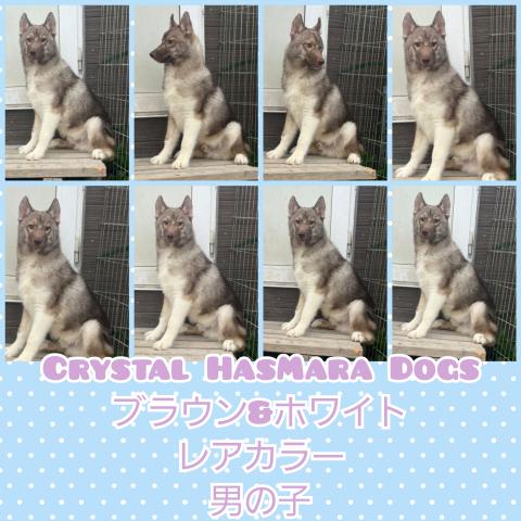 シベリアンハスキー