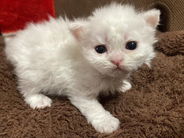 セルカークレックス