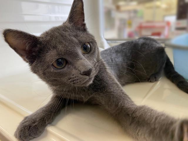 ロシアンブルー