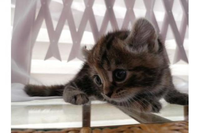 アメリカンカール