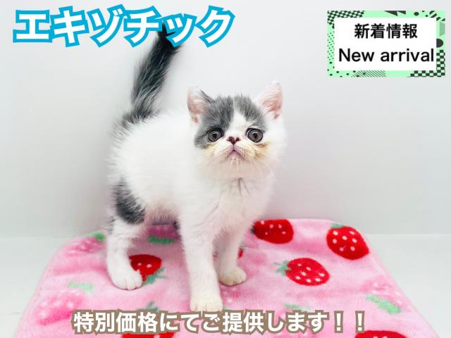 エキゾチックショートヘアー