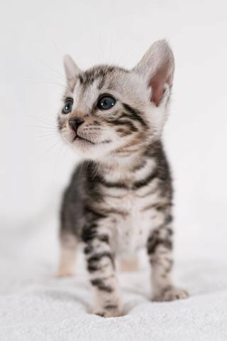 ベンガル