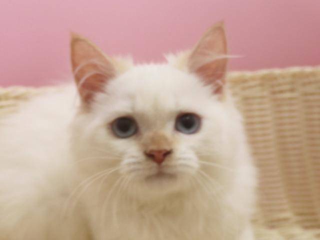 スコティッシュフォールド