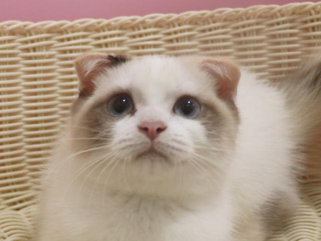 スコティッシュフォールド