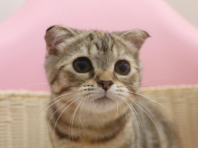 スコティッシュフォールド