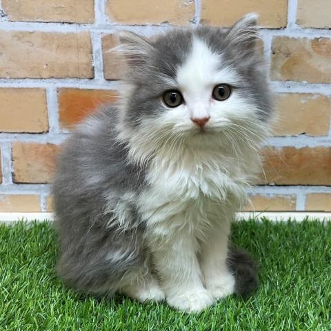 スコティッシュフォールド