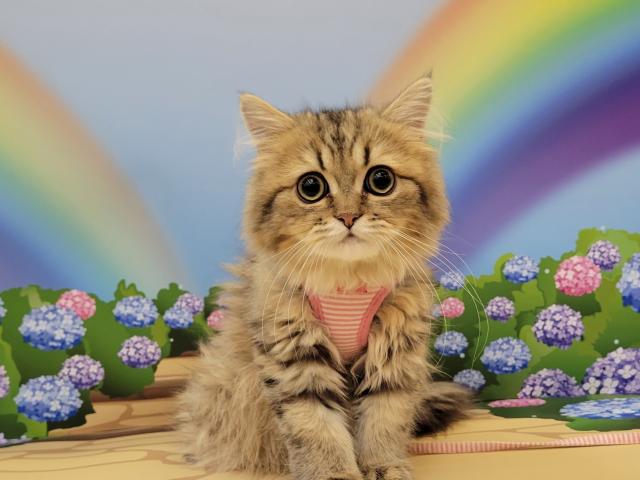 ペルシャ・ヒマラヤン