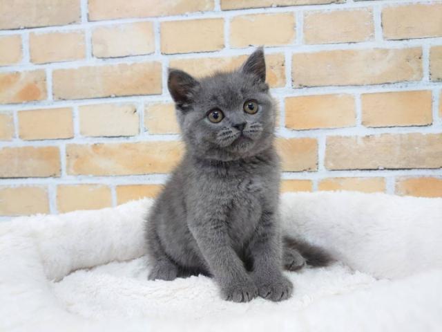 ブリティッシュショートヘア