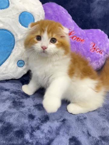 スコティッシュフォールド