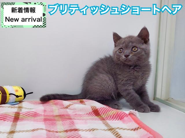 ブリティッシュショートヘア