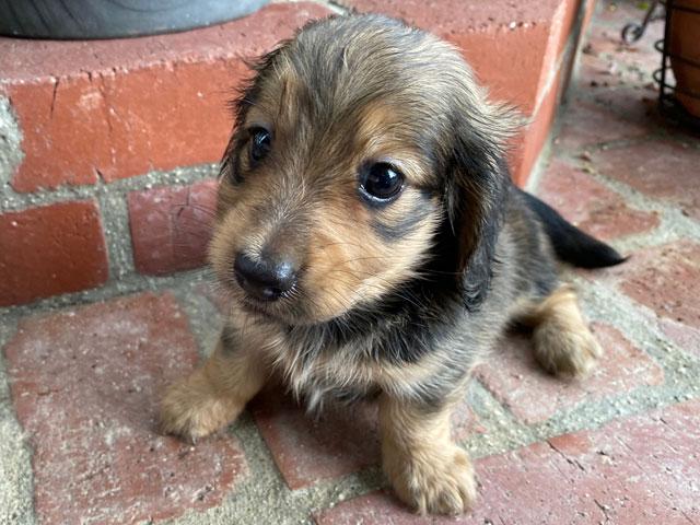 ミニチュアダックスフンド