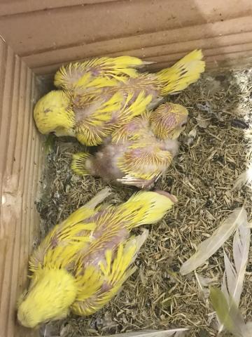 オキナインコ　ルチノー