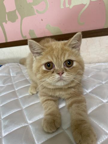 エキゾチックショートヘアー