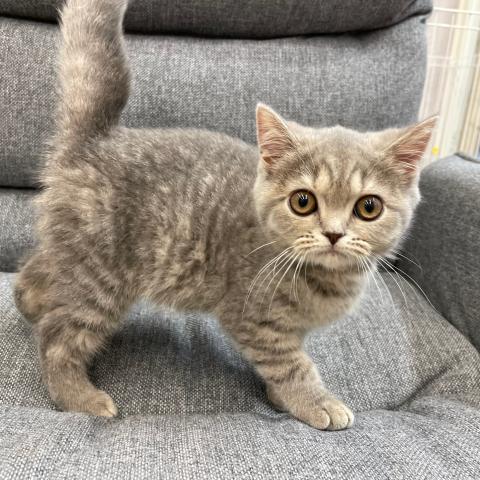 スコティッシュフォールド