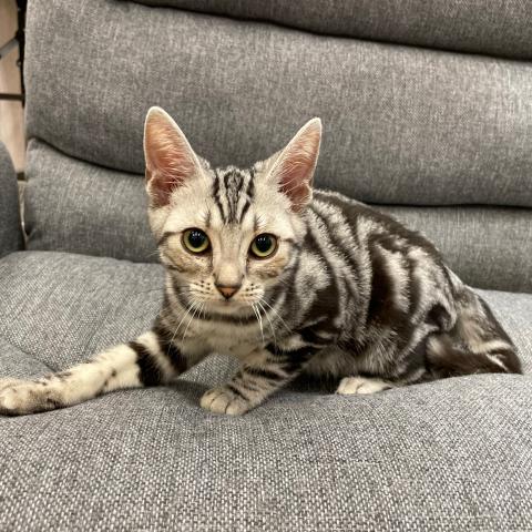 アメリカンショートヘアー