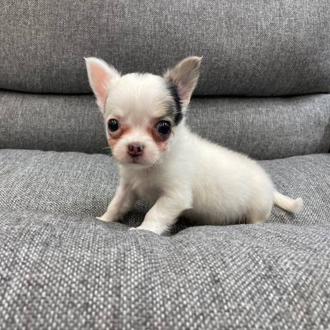 チワワ（ロングコート）