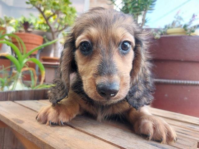 ミニチュアダックスフンド