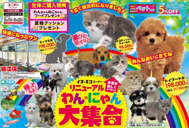 ①わん・にゃん大集合🐶🐈　リニューアルフェア開催中🎇8月11日(木)～8月28日(日)まで😁期間中ご成約いただきますと「フード」「夏物クッション」をプレゼントいたします🎁ぜひ遊びにきてください✋