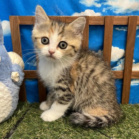 ディスワン相模大野店 神奈川県 子犬や子猫たちのペット販売情報が満載 ペットステーション