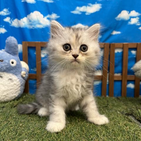 ディスワン相模大野店 神奈川県 子犬や子猫たちのペット販売情報が満載 ペットステーション