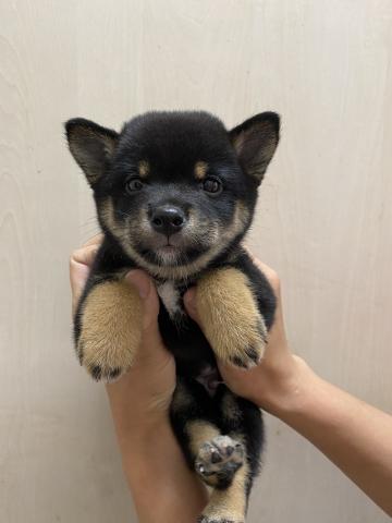 ビバペッツ志木店 埼玉県 子犬や子猫たちのペット販売情報が満載 ペットステーション ビバペッツ志木店 埼玉県 子犬や子猫たちのペット販売情報が満載 ペットステーション