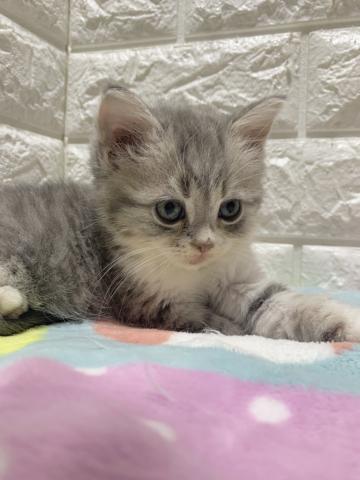 ミヌエット（旧ナポレオン）