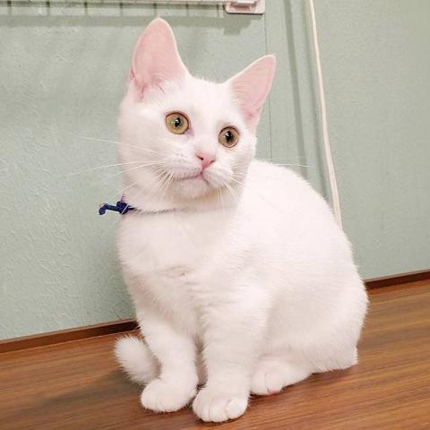 マンチカン女の子(短足)　
