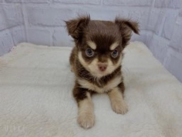 チワワ（ロングコート）