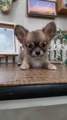 チワワ（ロングコート）