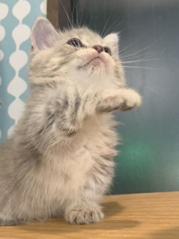 ミヌエット（旧ナポレオン）