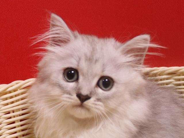 ミヌエット（旧ナポレオン）