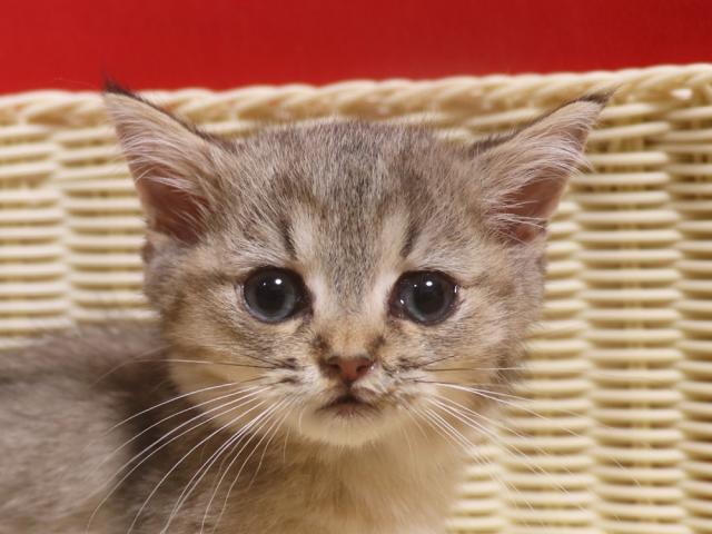 ミヌエット(旧ナポレオン)