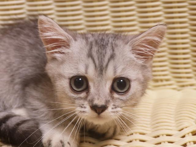 ミヌエット(旧ナポレオン)