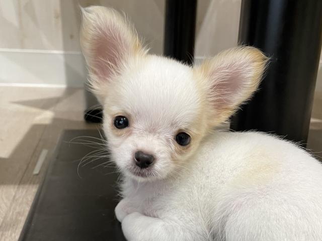 チワワ（ロングコート）