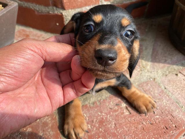 ミニチュアダックスフンド