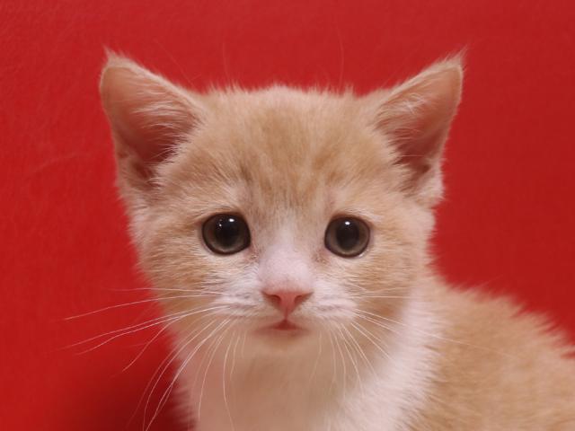 スコティッシュフォールド