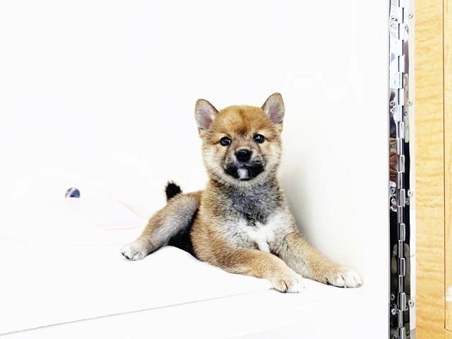 豆柴犬